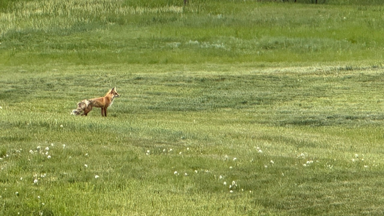 Photo of Others in Lyons