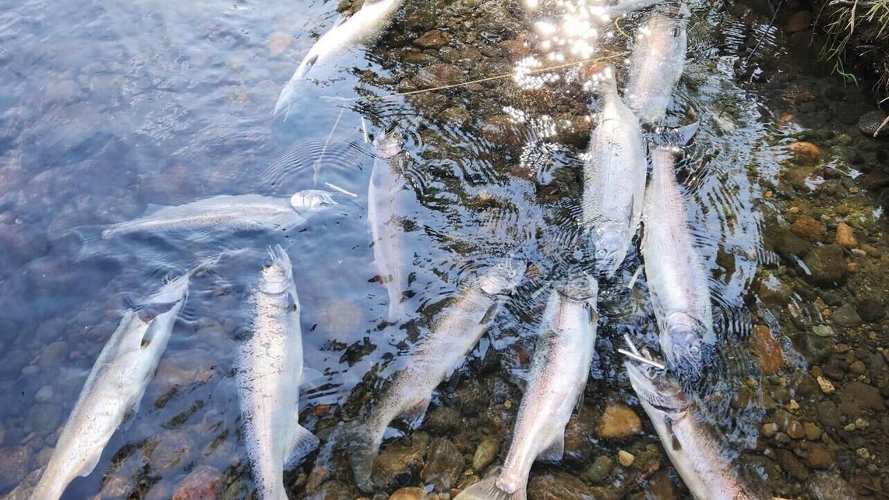 Photo of Others in Tukwila