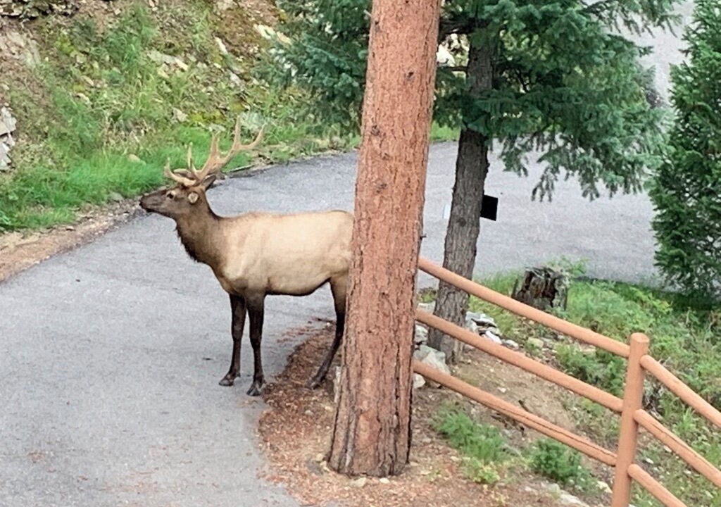 Photo of Others in Evergreen