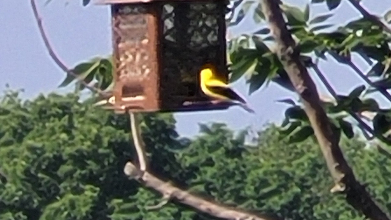 Photo of Others in Grantville