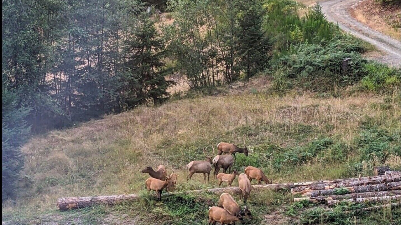 Photo of Others in Packwood