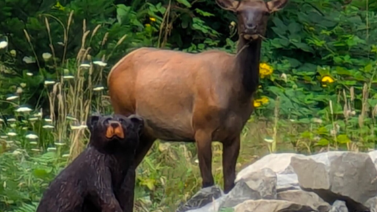 Photo of Others in Packwood