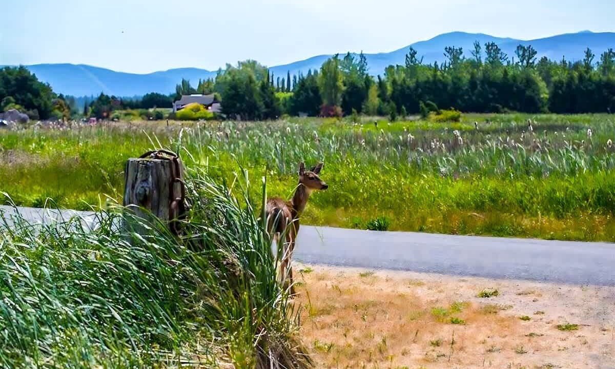 Photo of Others in Sequim