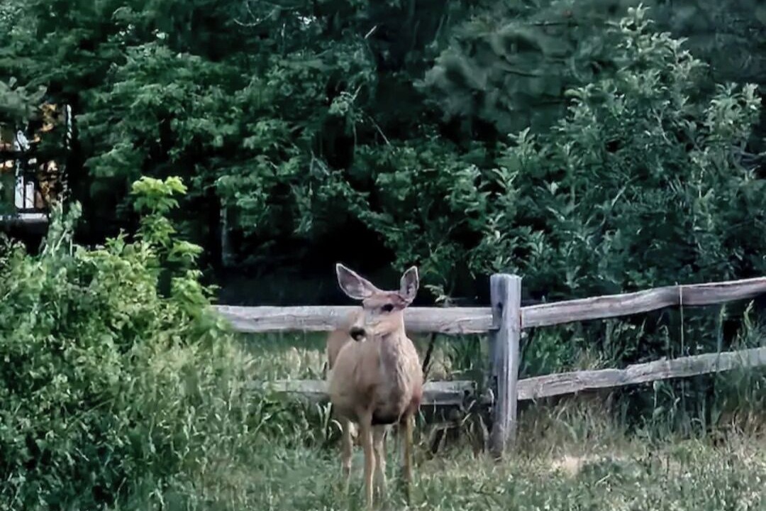 Photo of Others in La Veta