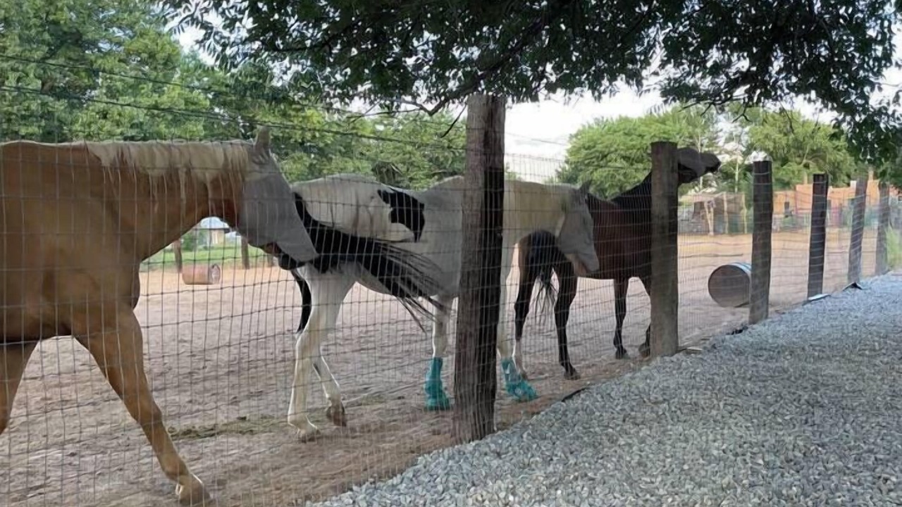 Photo of Others in Corrales