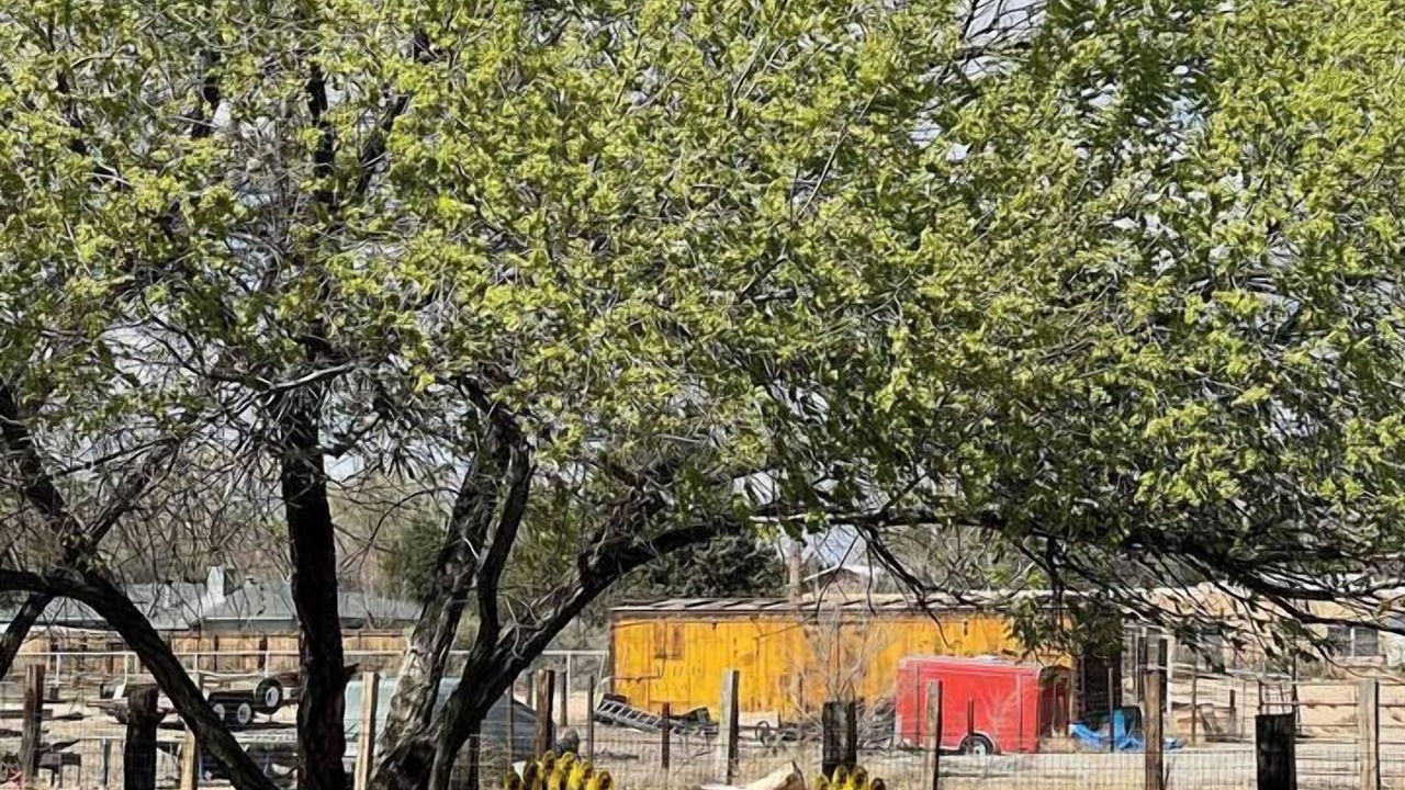Photo of Others in Corrales