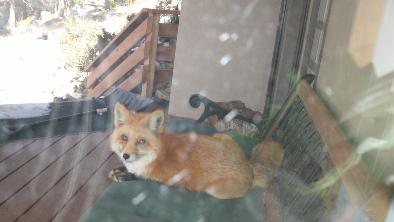 Photo of Outdoor in Evergreen Meadows