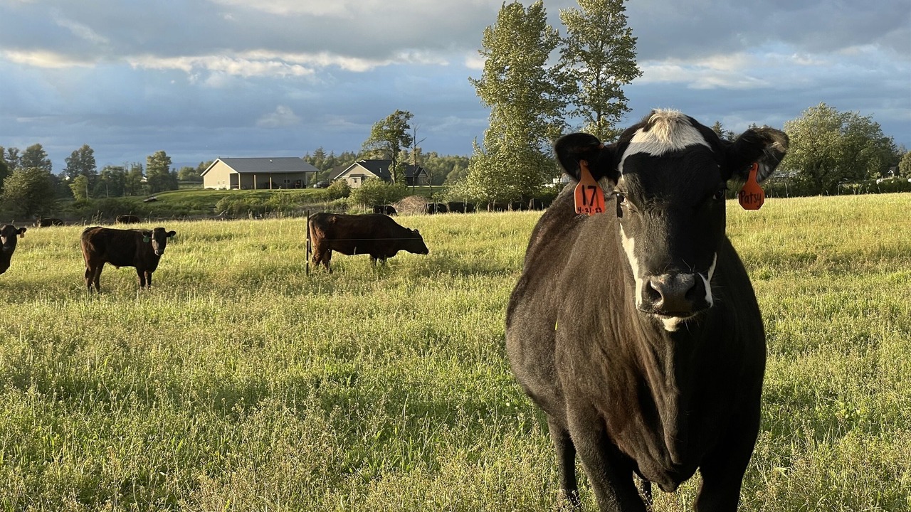 Photo of Others in Lynden