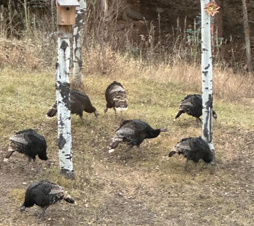 Photo of Others in Evergreen