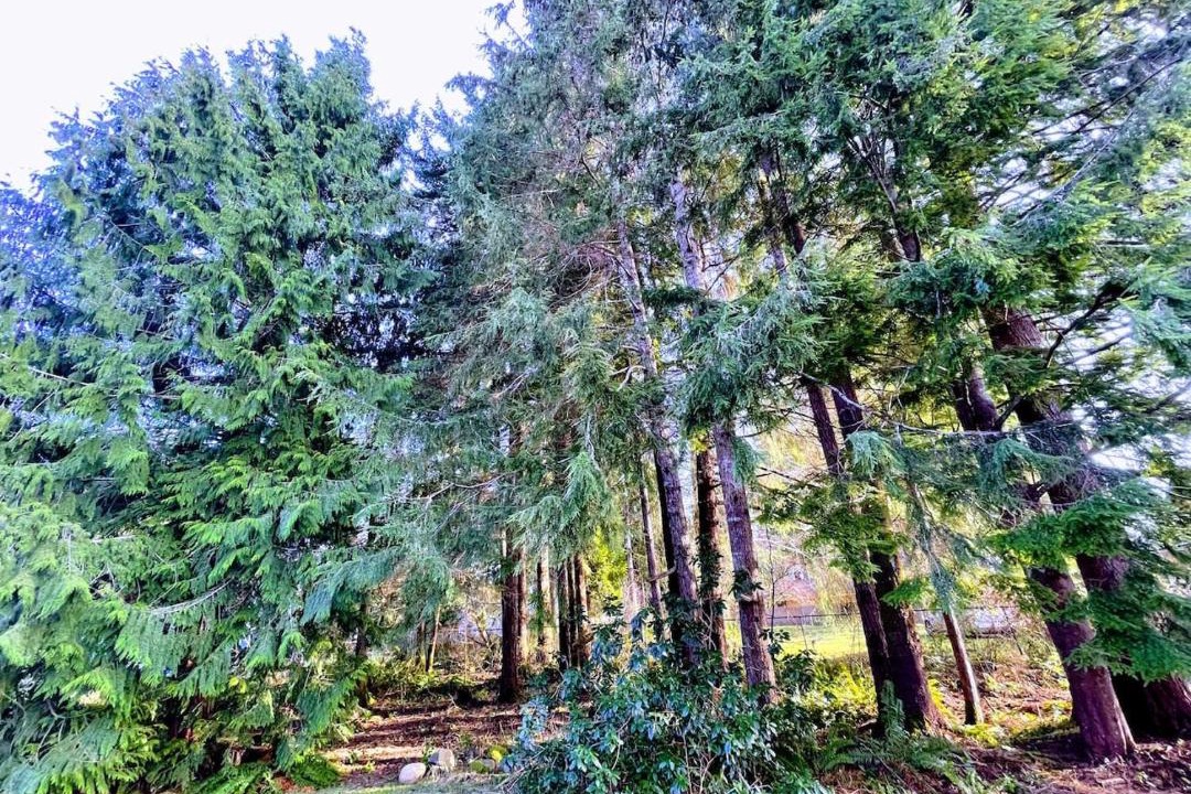 Photo of Others in Forks